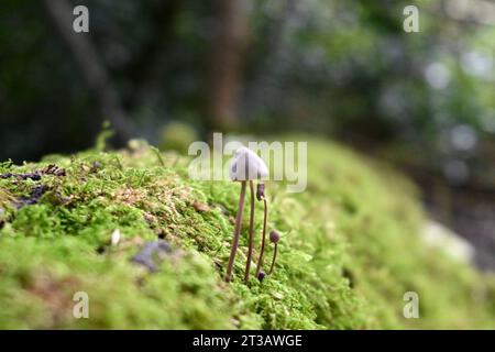 Una lussureggiante foresta con una roccia ricoperta di muschio, con diversi funghi che spuntano dalla sua superficie Foto Stock