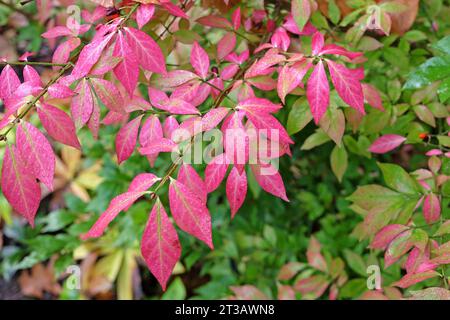 Foglie rosa del mandrino Euonymus Alatus, noto anche come cespuglio ardente, o mandrino alato, durante l'autunno. Foto Stock