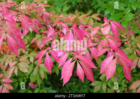 Foglie rosa del mandrino Euonymus Alatus, noto anche come cespuglio ardente, o mandrino alato, durante l'autunno. Foto Stock