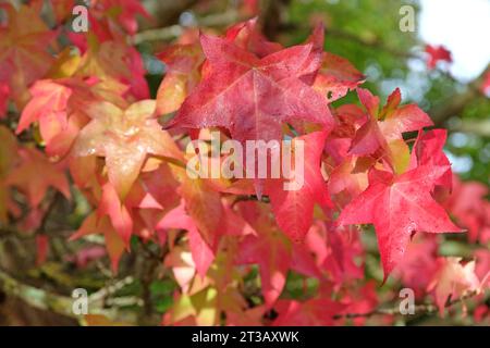 Le foglie rosse e arancioni del Liquidambar styraciflua 'Lane RobertsÕ, noto anche come Sweetgum, ambra liquida, o ambra americana, durante l'autunno. Foto Stock