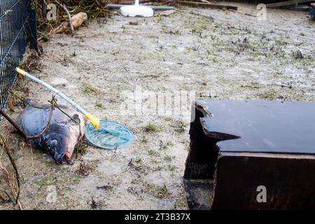 1 gennaio 1970, Schleswig-Holstein, Langballig: Un pesce lavato si trova in un campeggio sul fiordo di Flensburg. A Flensburg, i livelli d'acqua più alti in più di 100 anni sono stati raggiunti durante l'ondata di tempesta del secolo. Foto: Frank Molter/dpa Foto Stock