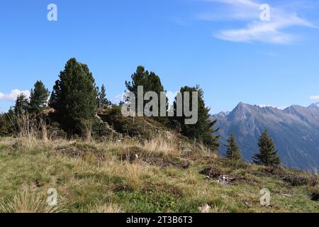 vista di un piccolo gruppo di pini sulla cima di una collina alpina Foto Stock