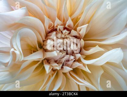 Primo piano del Dahlia Cafe au lait Central Petals Foto Stock