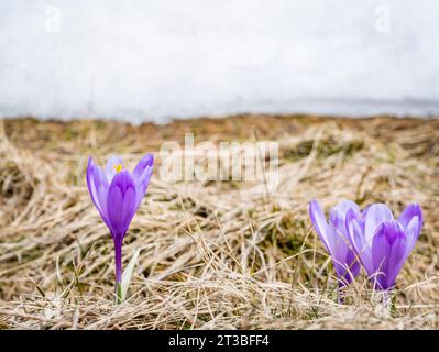 Un pascolo di montagna pieno di fiori viola di Crocus heuffelianus o Crocus vernus (crocus primaverile, crocus gigante). Carpazi in Romania. Foto Stock