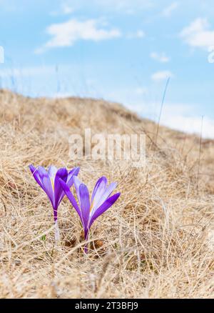 Un bouquet di fiori viola di Crocus heuffelianus o Crocus vernus (crocus primaverile, crocus gigante) sul pascolo di montagna e le parate affumicate di Carpathi Foto Stock