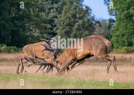 Due cervi rossi (Cervus elaphus) che combattono bloccando le formiche durante la feroce battaglia di accoppiamento in praterie ai margini della foresta durante il rut in autunno Foto Stock