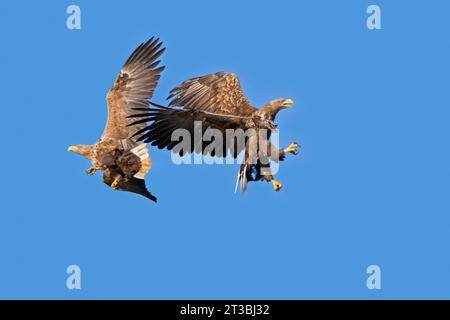Due aquile dalla coda bianca adulte / aquile di mare eurasiatiche / ernes (Haliaeetus albicilla) che combattono in volo a mezz'aria contro il cielo blu in estate Foto Stock