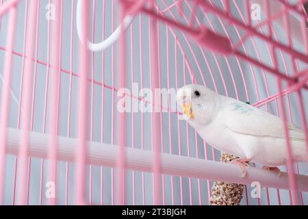 Un budgie bianco sembra una gabbia rosa. Foto Stock