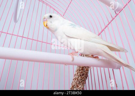 Un budgie bianco sembra una gabbia rosa. Foto Stock