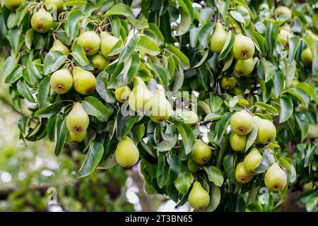 Rami di un grande albero di pera con molti frutti verdi fermi, abbondante resa fruttata, pera piena di pere verdi Foto Stock
