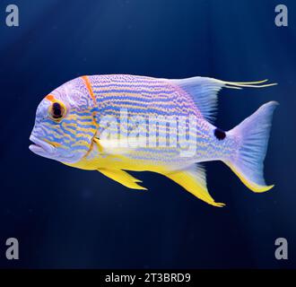 Esotici pesci tropicali di barriera corallina costeggiati da blu, dentice di pinna di vela (Symphorichthys spilurus) su sfondo blu naturale Foto Stock