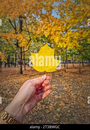 Primo piano mano donna nel parco con in mano una foglia d'acero gialla. Sfondo autunnale, bellezza autunnale Foto Stock