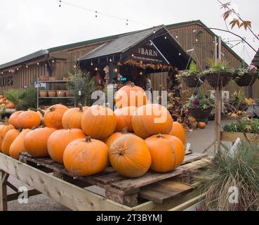 Grande raccolta di zucche impilate fuori dal fienile presso il negozio Hollies Farm nel Cheshire Foto Stock