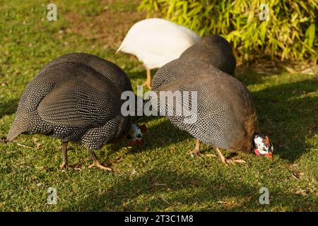 Uccelli della Guinea sull'erba del parco. Primo piano. Foto Stock