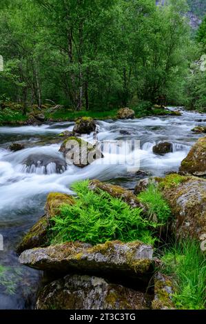 Felci su una roccia sulla riva di un fiume di montagna selvaggio nella zona di Gaularfjell in Norvegia Foto Stock