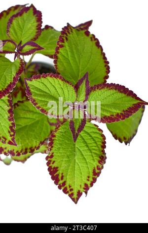 Vista dall'alto delle foglie di ortica dipinta "Coleus Blumei Velvet" su sfondo bianco Foto Stock