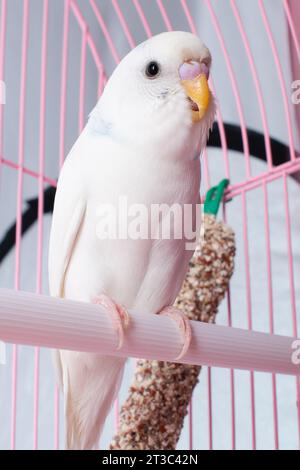 Un budgie bianco sembra una gabbia rosa. Foto Stock