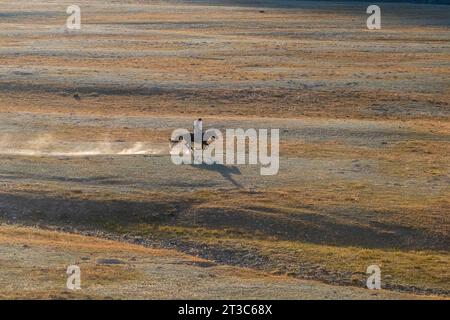 Cavaliere solitario al galoppo nella prateria del Kirghizistan Foto Stock