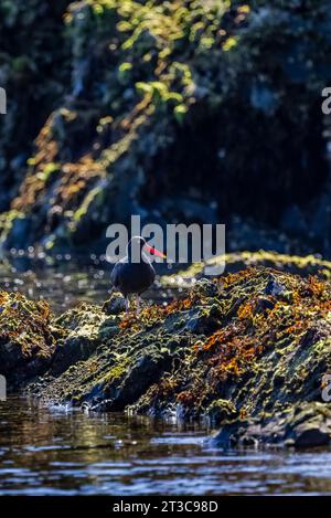 Black Oystercatcher, Haematopus bachmani, sulla costa rocciosa di Haida Gwaii, British Columbia, Canada Foto Stock