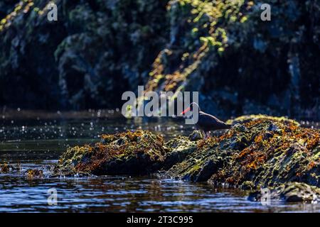 Black Oystercatcher, Haematopus bachmani, sulla costa rocciosa di Haida Gwaii, British Columbia, Canada Foto Stock