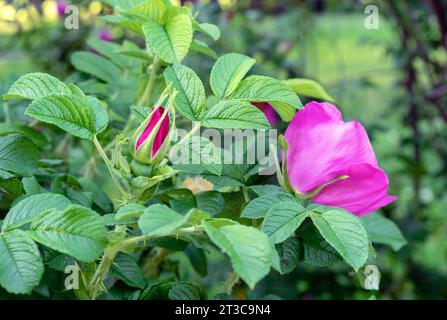 Fiori viola rosa fianchi o briar, rosa selvatica, rosa canina nel giardino autunnale. Foto Stock