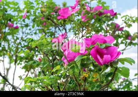 Fiori viola rosa fianchi o briar, rosa selvatica, rosa canina nel giardino autunnale. Foto Stock