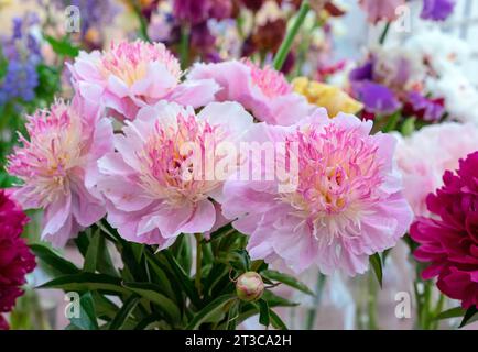 Bellissimi fiori di peonie rosa. Concetto di negozio floreale . Foto Stock
