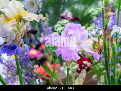 Fiore di Iris viola sullo sfondo di un giardino estivo fiorito. Foto Stock