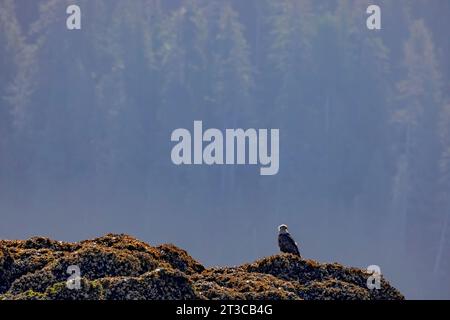 Bald Eagle, Haliaeetus leucocephalus, sulla costa rocciosa intertidale della riserva del Parco Nazionale di Gwaii Haanas, Haida Gwaii, Columbia Britannica, Canada Foto Stock