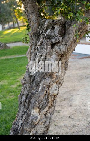 Frutto rosso su un antico albero di melograno. In molte culture, il melograno è un simbolo di prosperità e fertilità, nella cultura ebraica è uno o Foto Stock