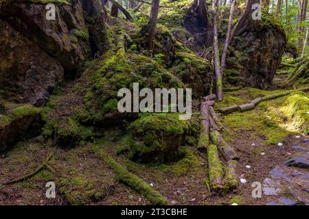 Sentiero che conduce al sito patrimonio dell'umanità dell'UNESCO Sgang Gwaay Llnagaay, alias Ninstints, nella riserva del Parco Nazionale di Gwaii Haanas, Haida Gwaii, British Columbia, Foto Stock