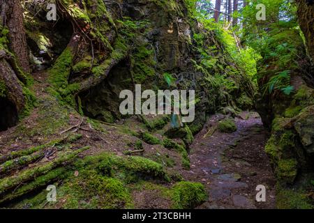 Sentiero che conduce al sito patrimonio dell'umanità dell'UNESCO Sgang Gwaay Llnagaay, alias Ninstints, nella riserva del Parco Nazionale di Gwaii Haanas, Haida Gwaii, British Columbia, Foto Stock