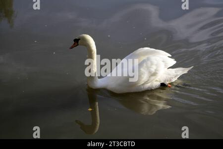 Un cigno sul lago Tilgate West Sussex Foto Stock
