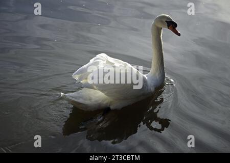 Un cigno sul lago Tilgate West Sussex Foto Stock