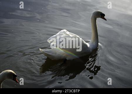 Un cigno sul lago Tilgate West Sussex Foto Stock