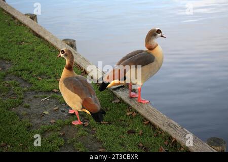 Oche egiziane vicino al lago Tilgate West Sussex Foto Stock