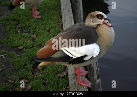 Oche egiziane vicino al lago Tilgate West Sussex Foto Stock