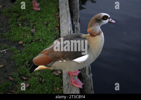 Oche egiziane vicino al lago Tilgate West Sussex Foto Stock