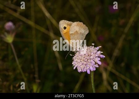 Jautakis satyras Maniola jurtina famiglia Nymphalidae genere Maniola Meadow farfalla marrone natura selvaggia fotografia di insetti, foto, carta da parati Foto Stock