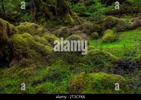 Lussureggiante foresta pluviale a Rose Harbour, riserva del Parco Nazionale di Gwaii Haanas, Haida Gwaii, British Columbia, Canada Foto Stock