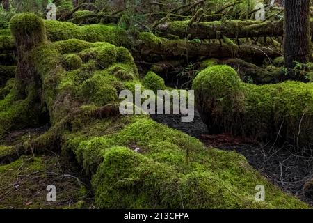 Lussureggiante foresta pluviale a Rose Harbour, riserva del Parco Nazionale di Gwaii Haanas, Haida Gwaii, British Columbia, Canada Foto Stock