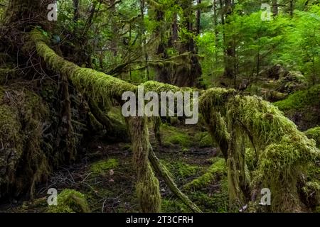 Lussureggiante foresta pluviale a Rose Harbour, riserva del Parco Nazionale di Gwaii Haanas, Haida Gwaii, British Columbia, Canada Foto Stock
