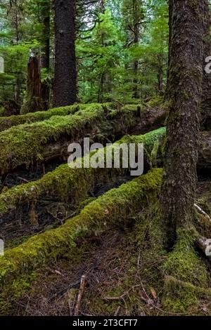 Lussureggiante foresta pluviale a Rose Harbour, riserva del Parco Nazionale di Gwaii Haanas, Haida Gwaii, British Columbia, Canada Foto Stock