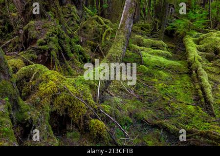 Lussureggiante foresta pluviale a Rose Harbour, riserva del Parco Nazionale di Gwaii Haanas, Haida Gwaii, British Columbia, Canada Foto Stock
