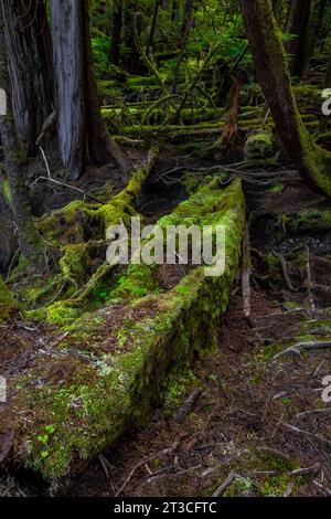 Lussureggiante foresta pluviale a Rose Harbour, riserva del Parco Nazionale di Gwaii Haanas, Haida Gwaii, British Columbia, Canada Foto Stock