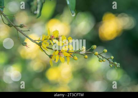 Docce dorate fiori di Thryallis che fioriscono su uno sfondo sfocato di giallo e verde in un giardino estivo. Foto Stock