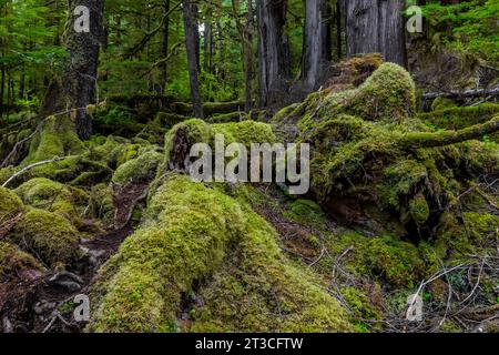 Lussureggiante foresta pluviale a Rose Harbour, riserva del Parco Nazionale di Gwaii Haanas, Haida Gwaii, British Columbia, Canada Foto Stock
