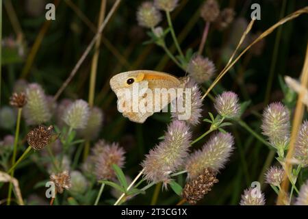 Jautakis satyras Maniola jurtina famiglia Nymphalidae genere Maniola Meadow farfalla marrone natura selvaggia fotografia di insetti, foto, carta da parati Foto Stock