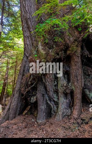 Lungo il sentiero per le sorgenti termali di Gandll K'in Gwaay.yaay, conosciuta anche come Hotspring Island, nel Parco Nazionale Gwaii Haanas Reserve, Haida Gwaii, British Columbi Foto Stock