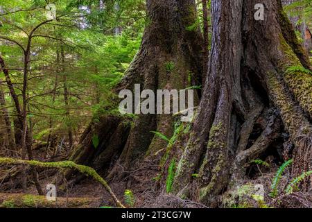 WESTERN Hemlock con radici su palafitte lungo il sentiero per le sorgenti termali di Gandll K'in Gwaay.yaay, nota anche come Hotspring Island, nel Parco Nazionale di Gwaii Haanas Rese Foto Stock